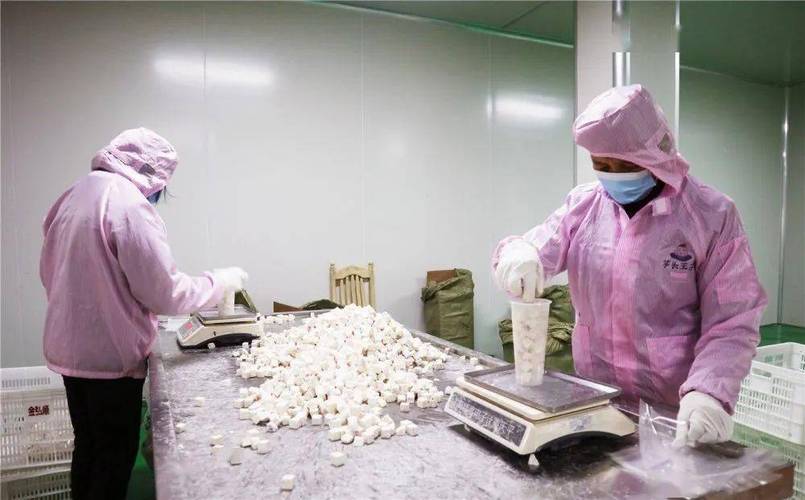 赤银科技 卢金光槟榔芋工厂的崛起与乡村振兴新动能